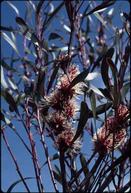 APII jpeg image of Hakea multilineata  © contact APII