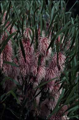 APII jpeg image of Hakea multilineata  © contact APII