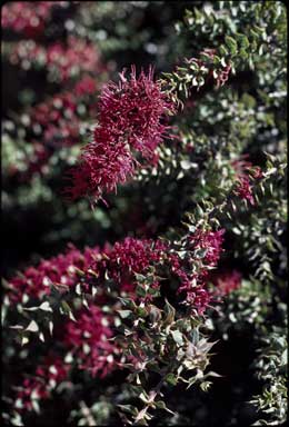 APII jpeg image of Hakea myrtoides  © contact APII