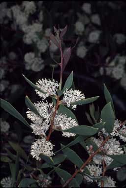 APII jpeg image of Hakea nitida  © contact APII