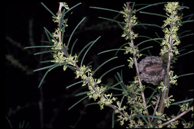 APII jpeg image of Hakea nodosa  © contact APII