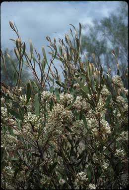 APII jpeg image of Hakea pandanicarpa  © contact APII