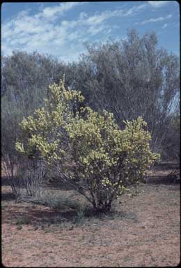 APII jpeg image of Hakea preissii  © contact APII