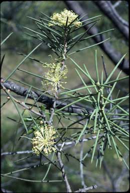 APII jpeg image of Hakea recurva subsp. recurva  © contact APII