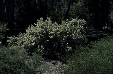 APII jpeg image of Hakea rostrata  © contact APII