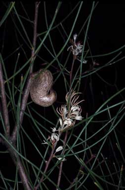 APII jpeg image of Hakea rostrata  © contact APII