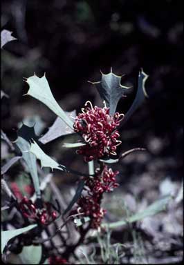 APII jpeg image of Hakea spathulata  © contact APII