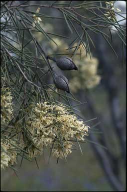 APII jpeg image of Hakea tephrosperma  © contact APII