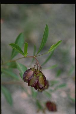 APII jpeg image of Dodonaea lanceolata var. subsessilifolia  © contact APII