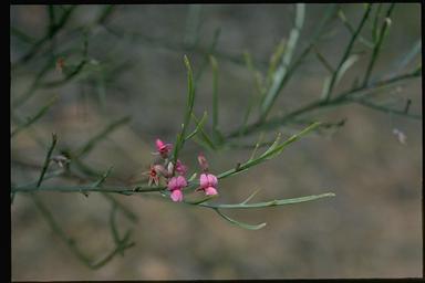 APII jpeg image of Jacksonia thesioides  © contact APII