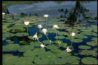 APII jpeg image of Nymphaea atrans  © contact APII