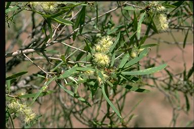 APII jpeg image of Melaleuca stenostachya  © contact APII