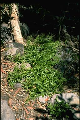 APII jpeg image of Lindsaea ensifolia subsp. ensifolia  © contact APII