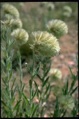 APII jpeg image of Ptilotus clementii  © contact APII