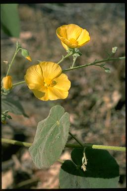 APII jpeg image of Abutilon hannii  © contact APII