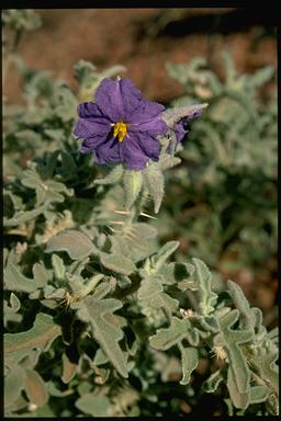 APII jpeg image of Solanum succosum  © contact APII