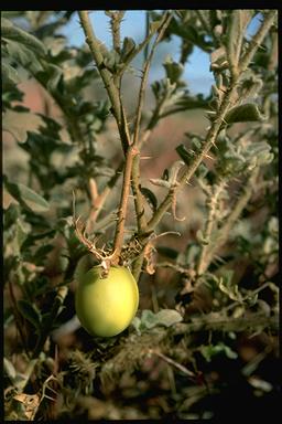 APII jpeg image of Solanum succosum  © contact APII