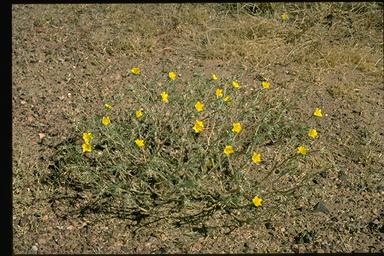 APII jpeg image of Portulaca filifolia  © contact APII