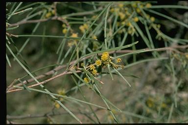 APII jpeg image of Acacia sericophylla  © contact APII