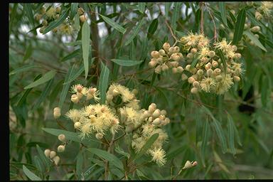 APII jpeg image of Corymbia plena  © contact APII