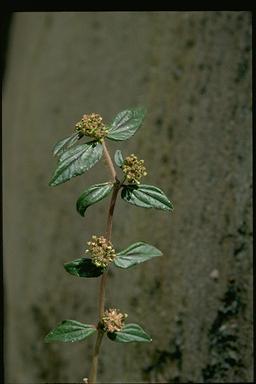 APII jpeg image of Euphorbia hirta  © contact APII