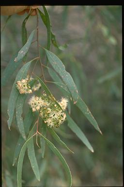 APII jpeg image of Eucalyptus persistens subsp. persistens  © contact APII