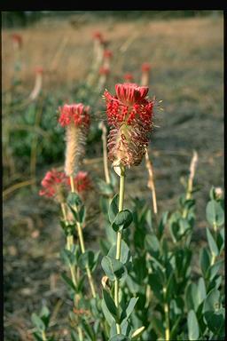 APII jpeg image of Pimelea decora  © contact APII