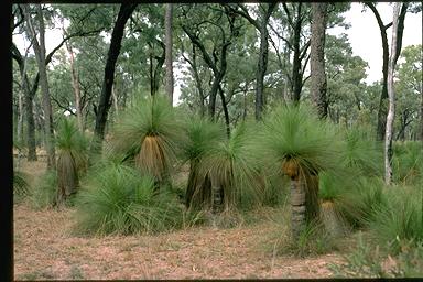 APII jpeg image of Xanthorrhoea johnsonii  © contact APII