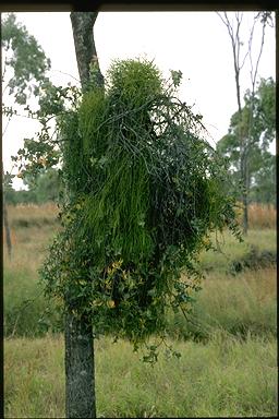 APII jpeg image of Dendrophthoe homoplastica,<br/>Viscum articulatum  © contact APII