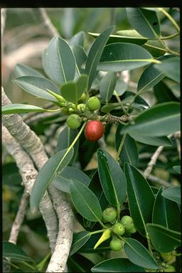 APII jpeg image of Ficus obliqua  © contact APII