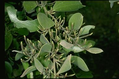 APII jpeg image of Exocarpos latifolius  © contact APII