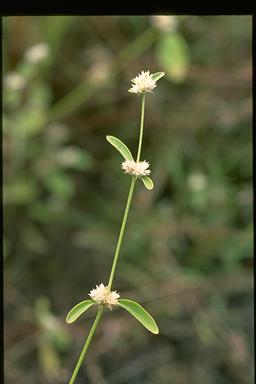 APII jpeg image of Alternanthera ficoidea  © contact APII