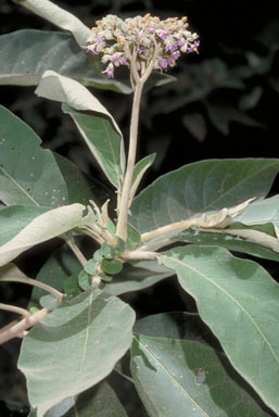APII jpeg image of Solanum mauritianum  © contact APII