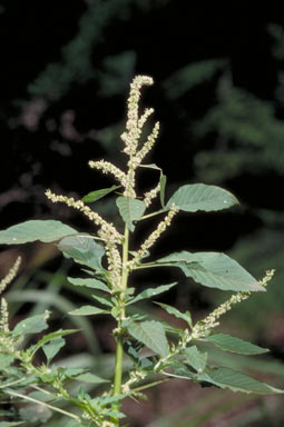 APII jpeg image of Amaranthus spinosus  © contact APII