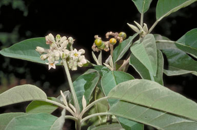 APII jpeg image of Solanum erianthum  © contact APII