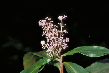 APII jpeg image of Pollia macrophylla  © contact APII