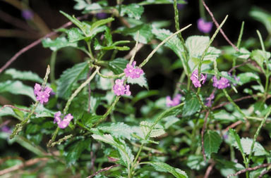 APII jpeg image of Stachytarpheta jamaicensis  © contact APII