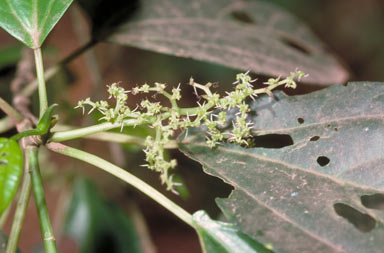 APII jpeg image of Dendrocnide photinophylla  © contact APII