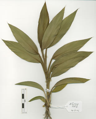 APII jpeg image of Cordyline cannifolia  © contact APII