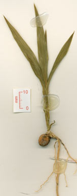 APII jpeg image of Pleomele angustifolia  © contact APII