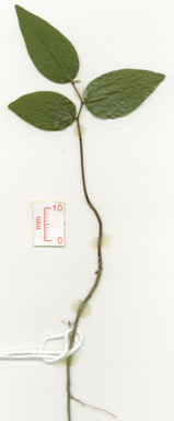 APII jpeg image of Meiogyne cylindrocarpa subsp. cylindrocarpa  © contact APII