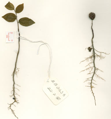 APII jpeg image of Polyalthia submontana subsp. sessiliflora  © contact APII