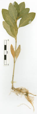 APII jpeg image of Catharanthus roseus  © contact APII