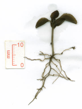APII jpeg image of Ilex arnhemensis subsp. ferdinandi  © contact APII