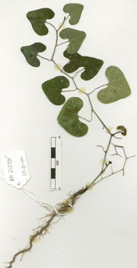 APII jpeg image of Aristolochia elegans  © contact APII