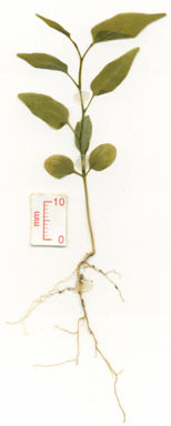APII jpeg image of Aristolochia indica  © contact APII