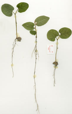 APII jpeg image of Aristolochia peninsulensis  © contact APII