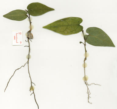 APII jpeg image of Aristolochia sparusifolia  © contact APII