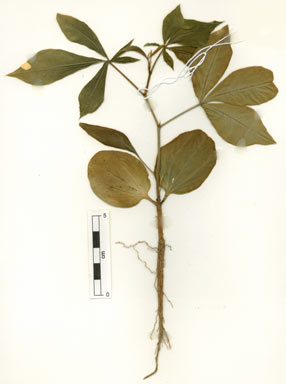 APII jpeg image of Adansonia gregorii  © contact APII