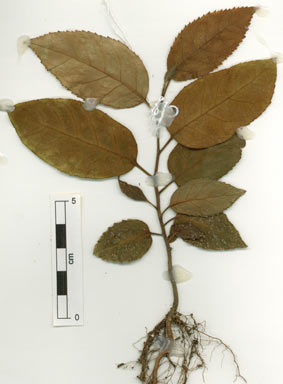 APII jpeg image of Ehretia acuminata  © contact APII